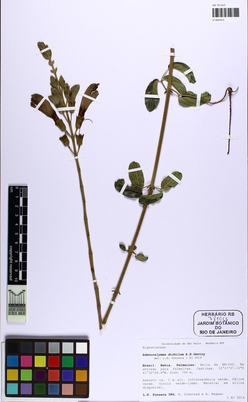 Adenocalymma dichilum