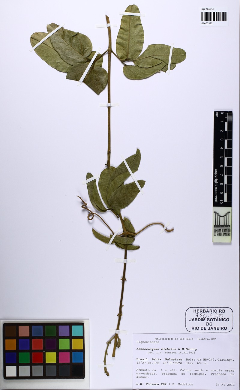 Adenocalymma dichilum photo 2