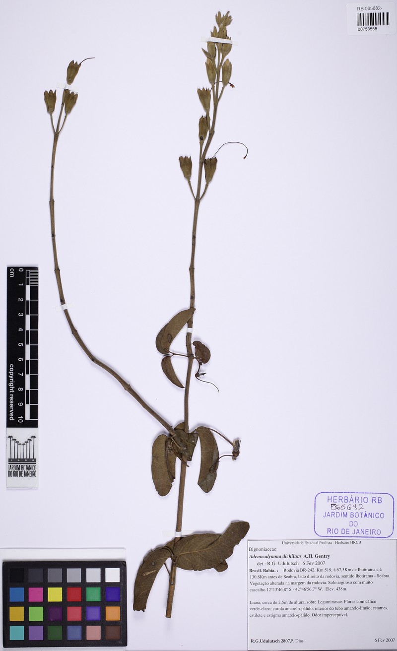 Adenocalymma dichilum photo 3