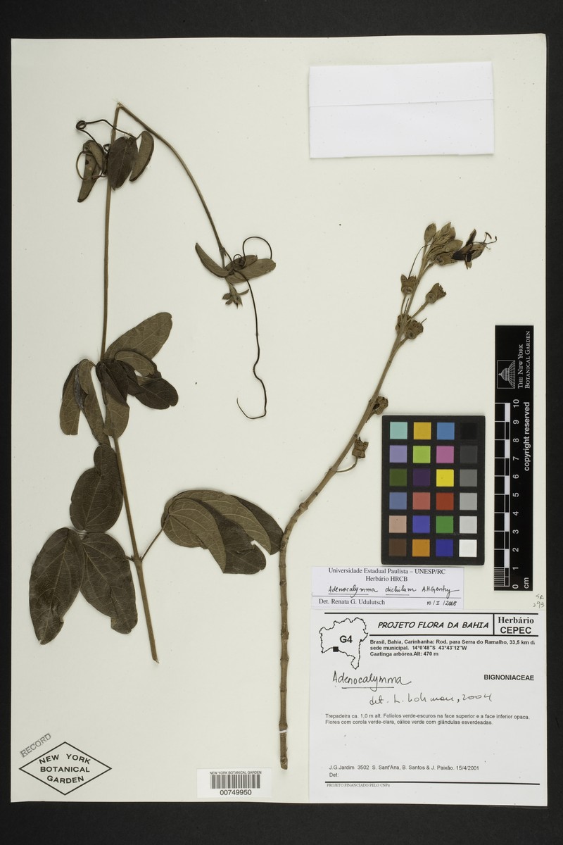 Adenocalymma dichilum photo 4