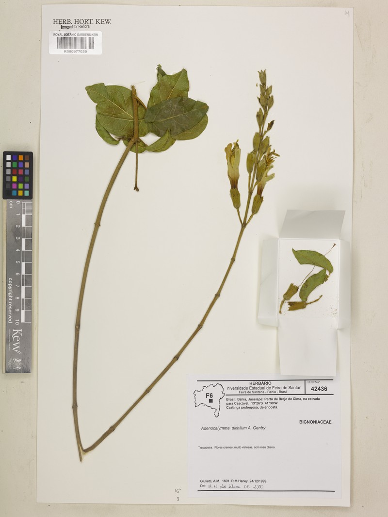 Adenocalymma dichilum photo 5