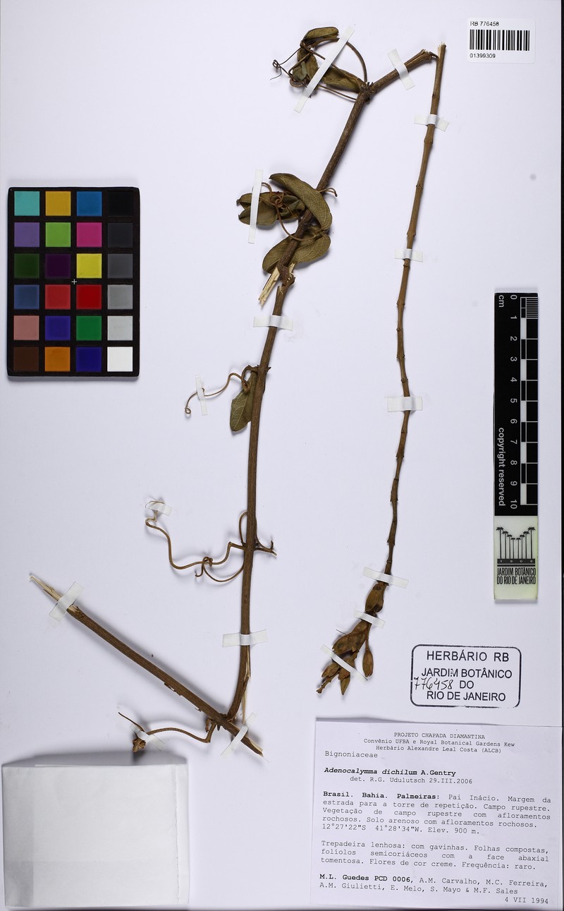 Adenocalymma dichilum photo 6