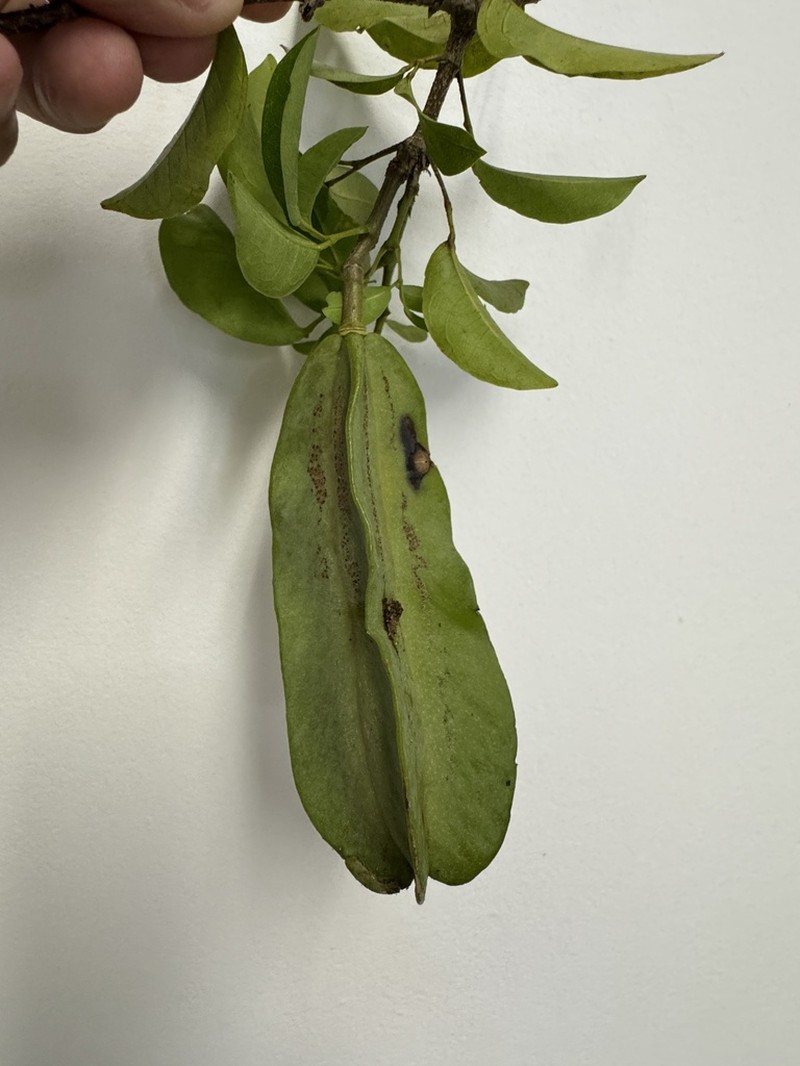 Adenocalymma divaricatum
