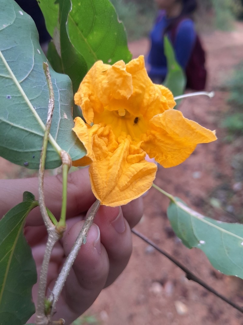 Adenocalymma divaricatum photo 2