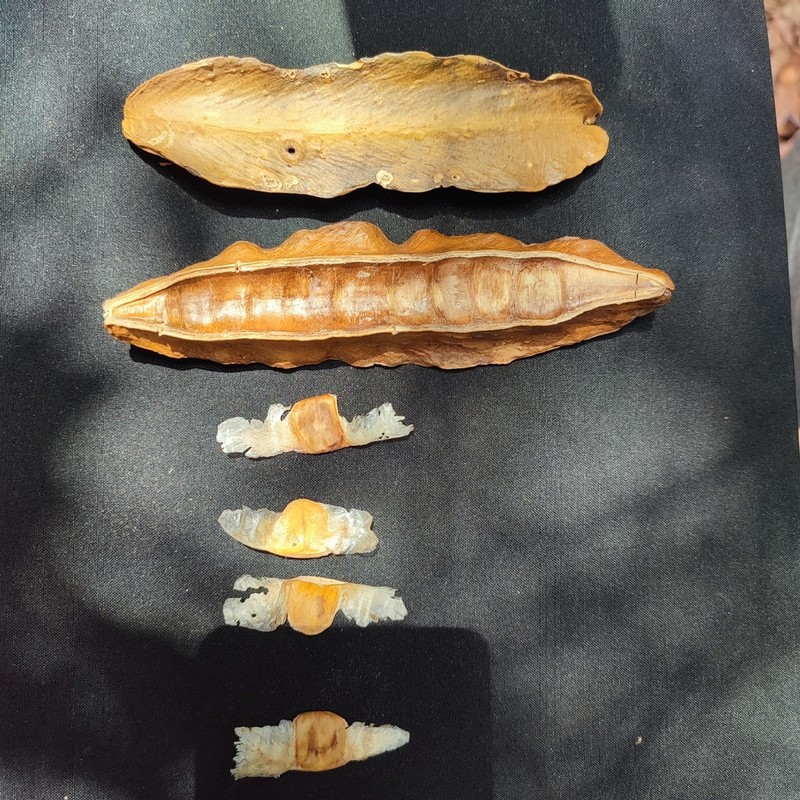 Adenocalymma divaricatum photo 3