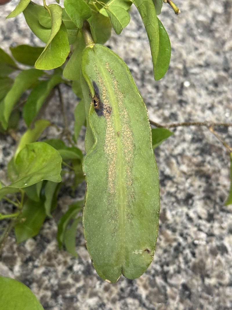 Adenocalymma divaricatum photo 5