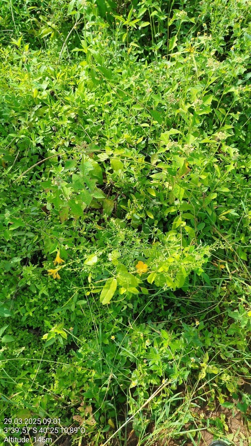 Adenocalymma divaricatum photo 6