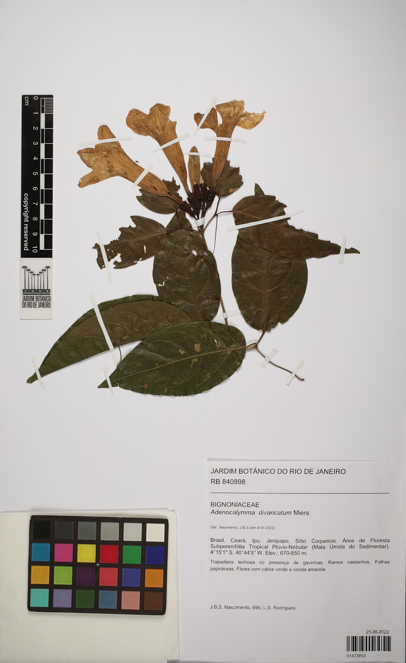 Adenocalymma divaricatum photo 8