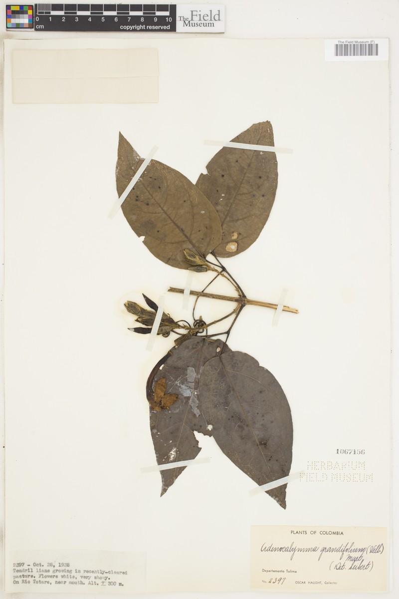 Adenocalymma dugandii