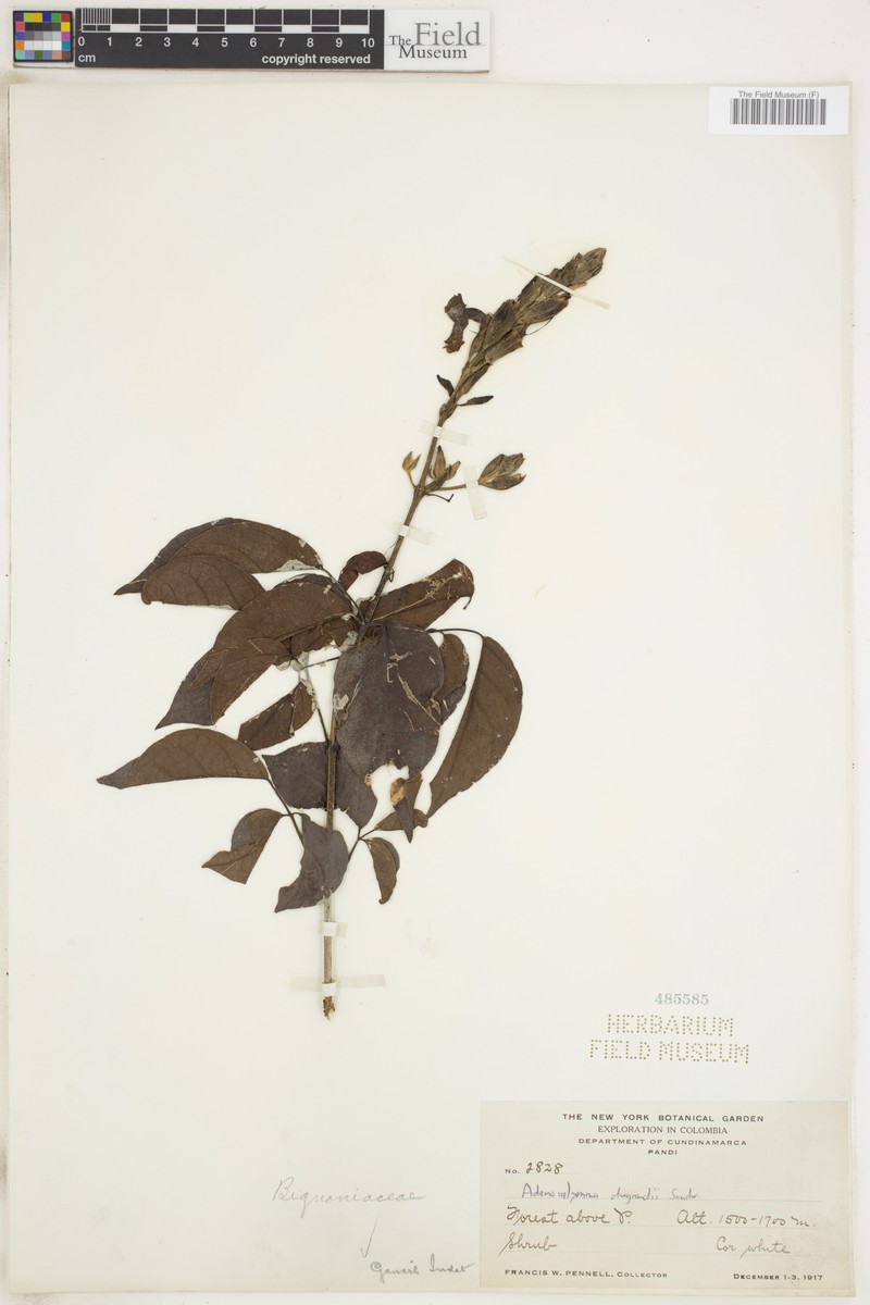 Adenocalymma dugandii photo 2
