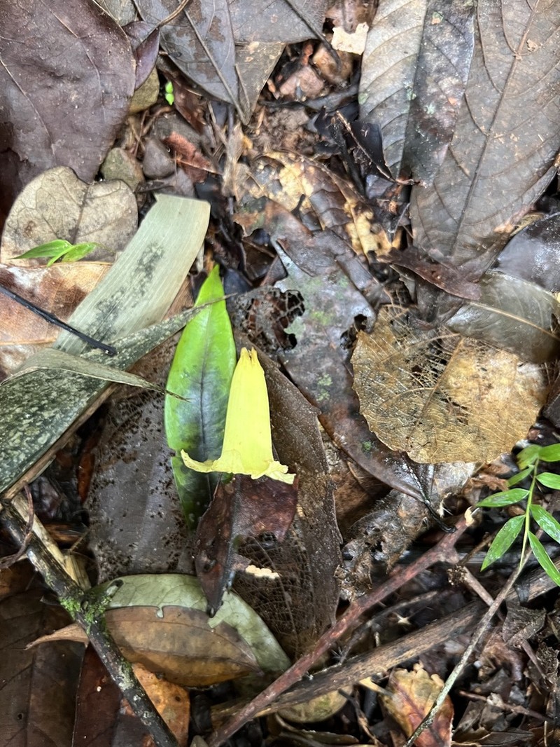 Adenocalymma dusenii