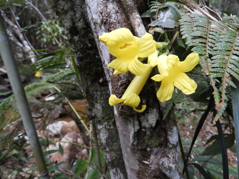 Adenocalymma dusenii photo 2