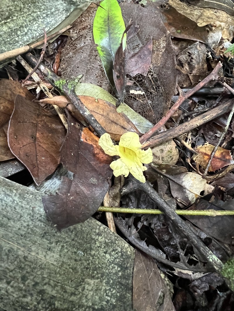 Adenocalymma dusenii photo 4