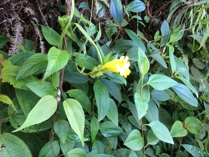 Adenocalymma dusenii photo 5