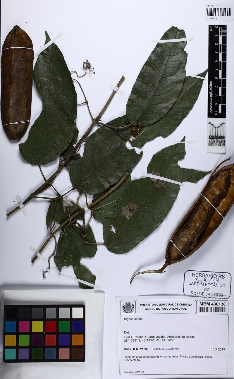 Adenocalymma dusenii photo 7