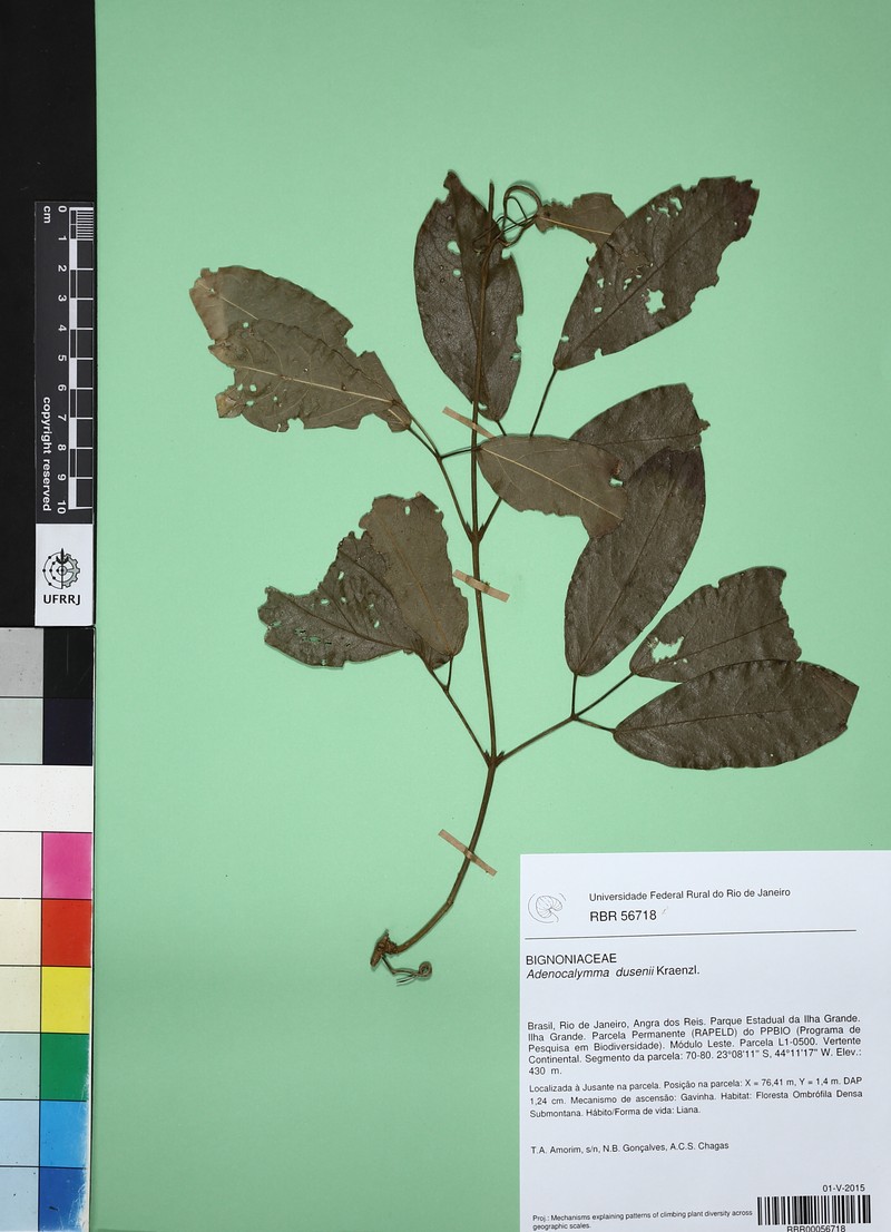 Adenocalymma dusenii photo 8