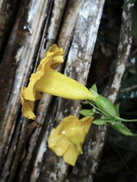 Adenocalymma flaviflorum