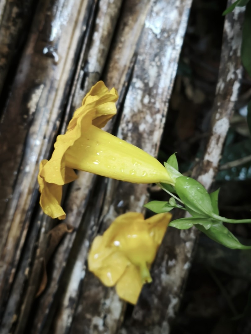 Adenocalymma flaviflorum