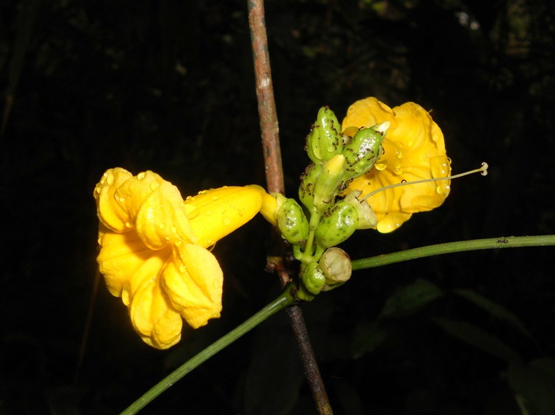 Adenocalymma flaviflorum photo 2