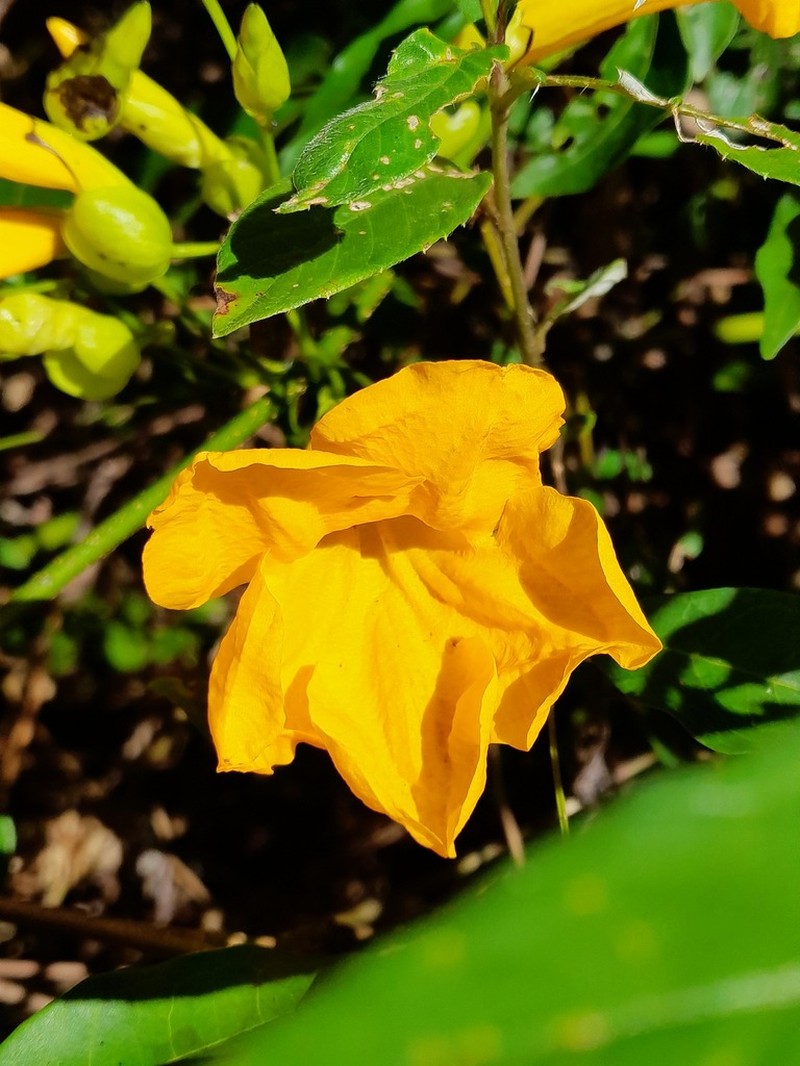 Adenocalymma flaviflorum photo 4