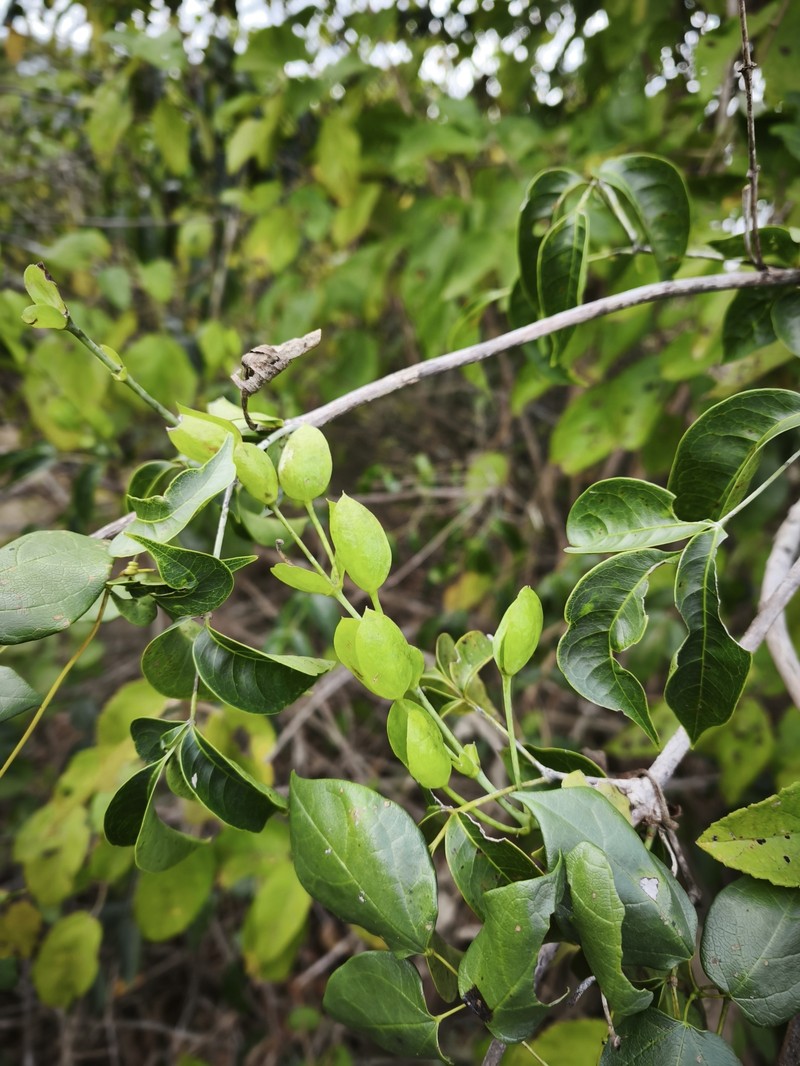 Adenocalymma flaviflorum photo 6