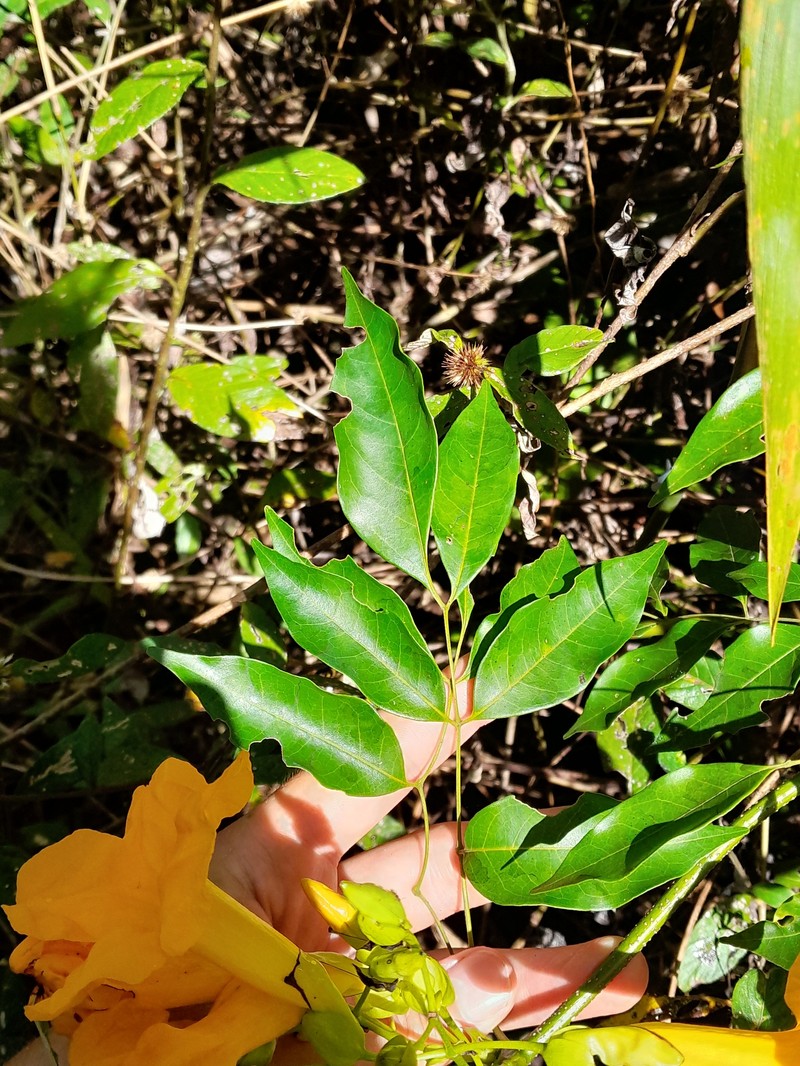 Adenocalymma flaviflorum photo 7