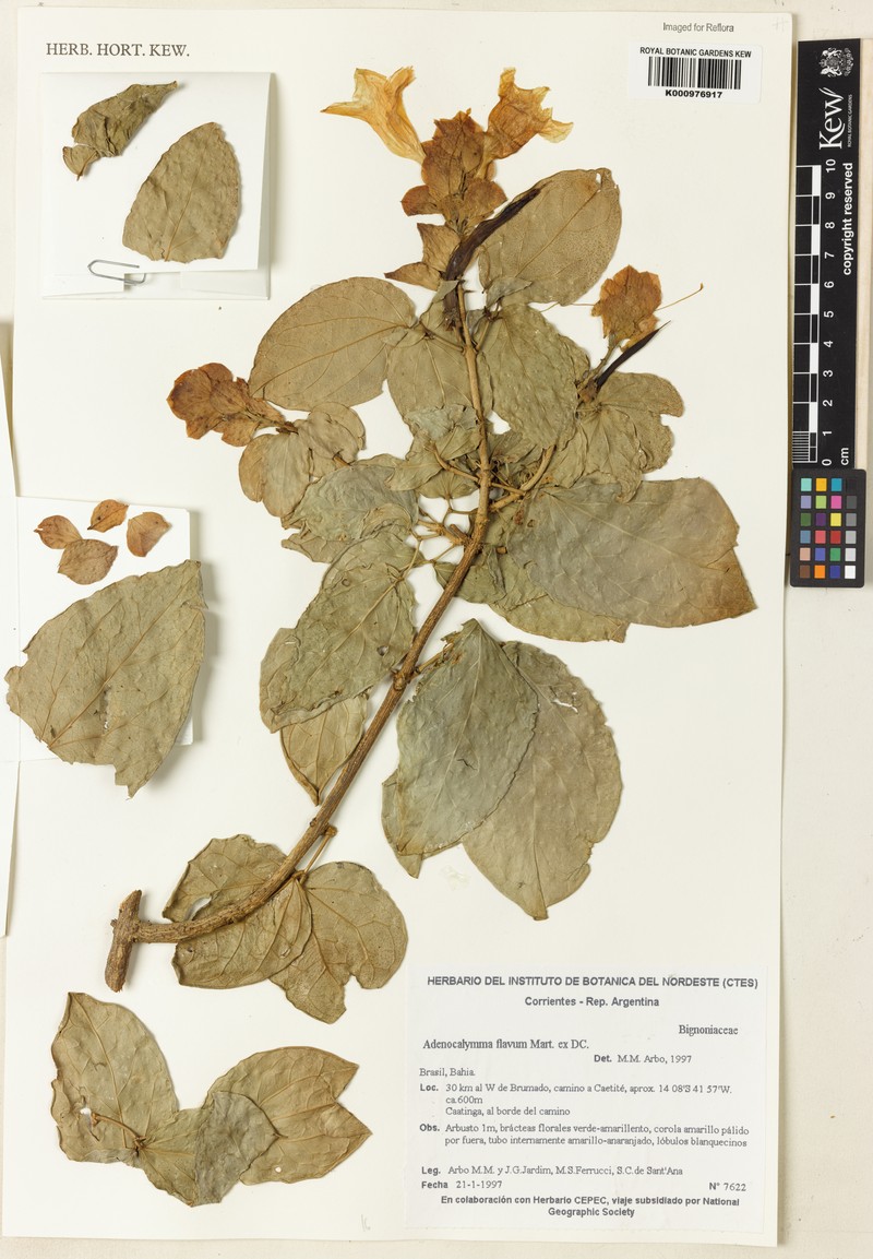 Adenocalymma flavum