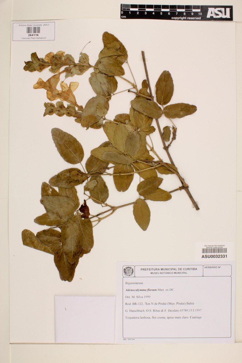 Adenocalymma flavum photo 2