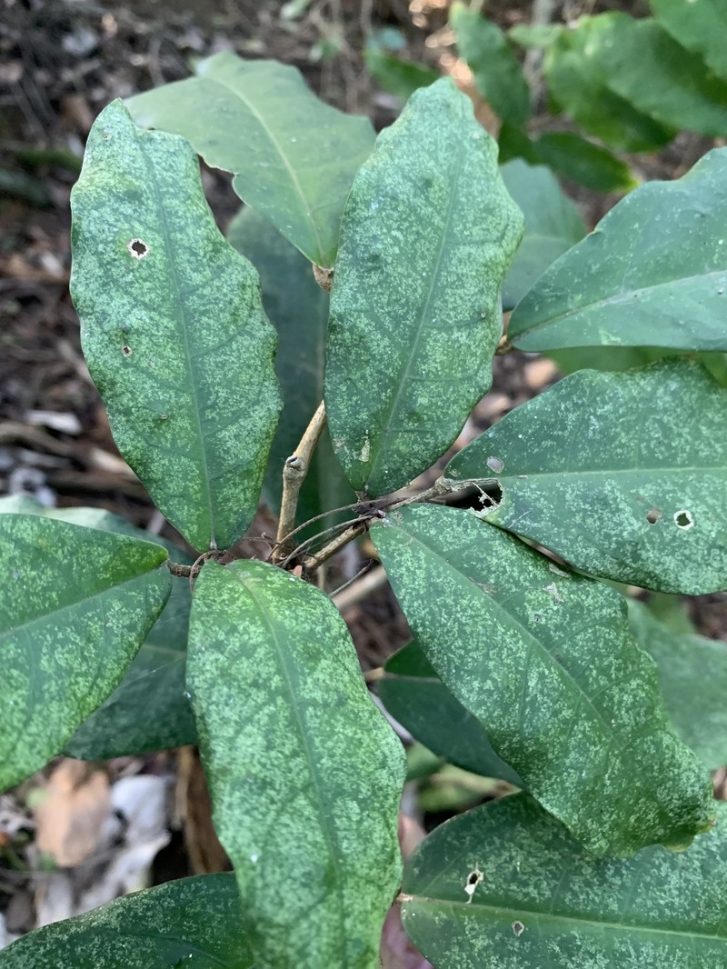 Adenocalymma gibbosum photo 2