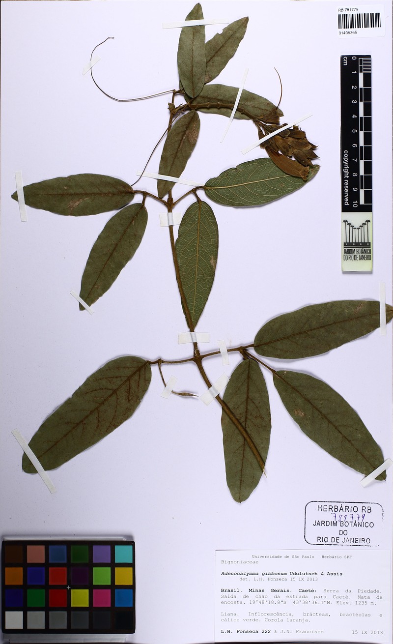 Adenocalymma gibbosum photo 3