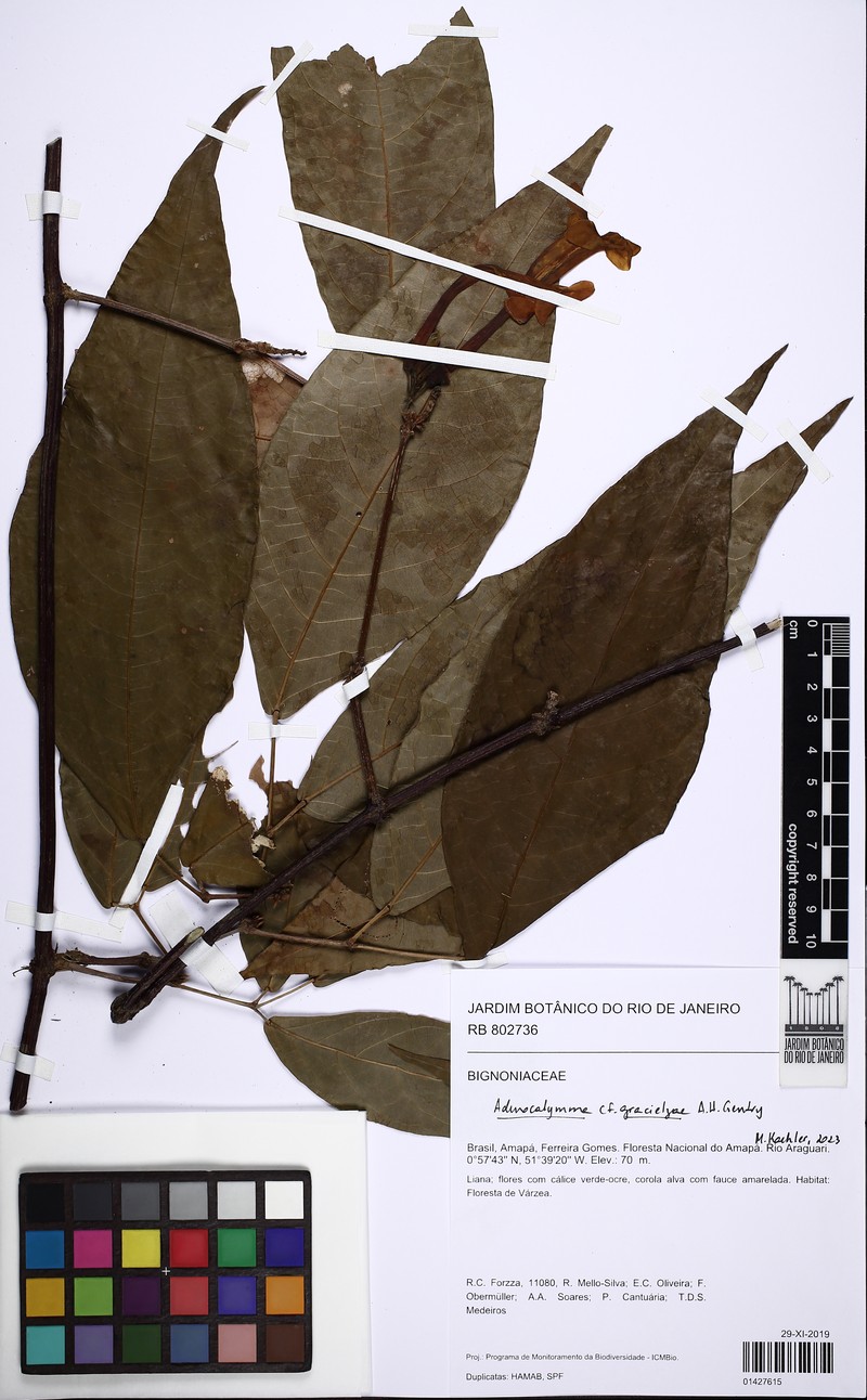 Adenocalymma gracielzae