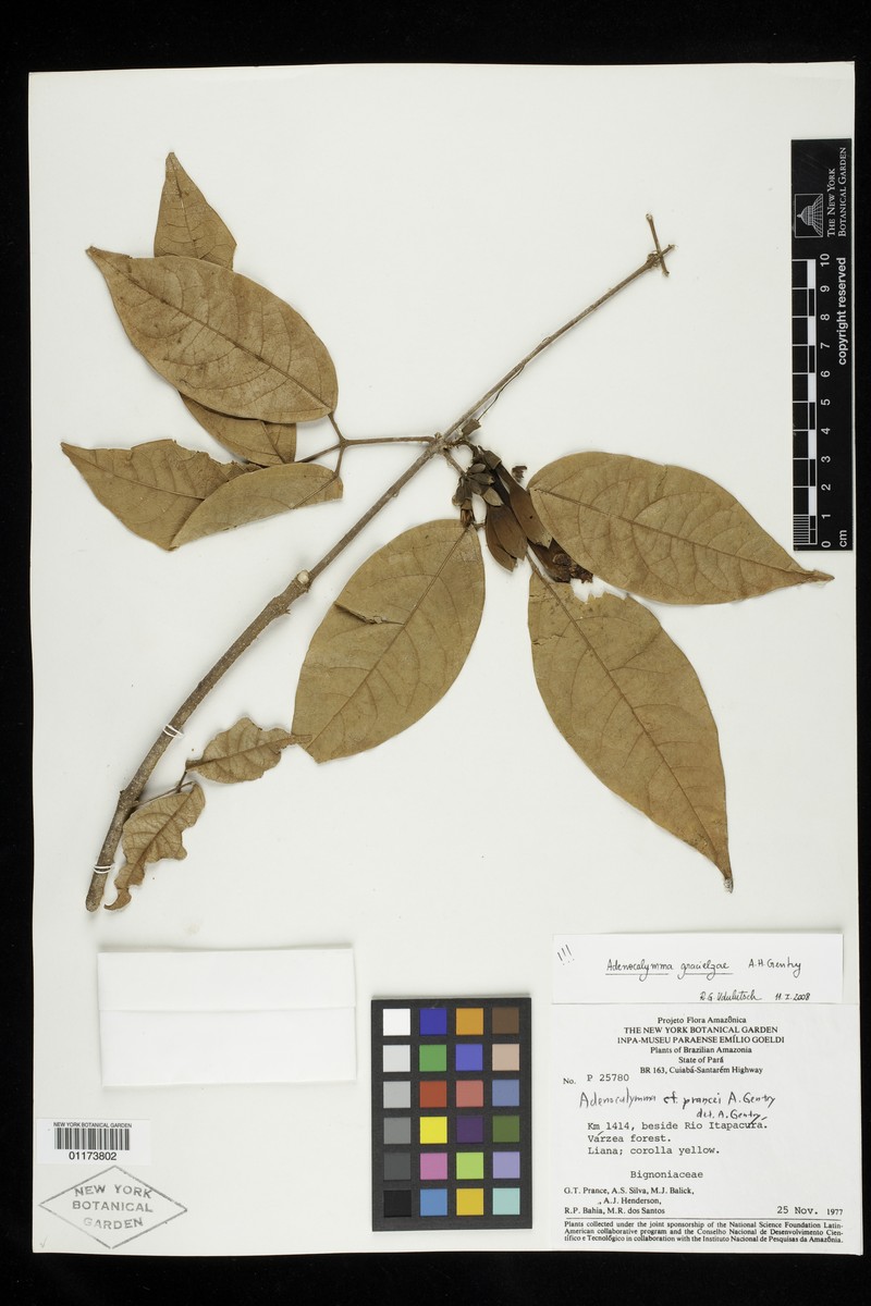 Adenocalymma gracielzae photo 3
