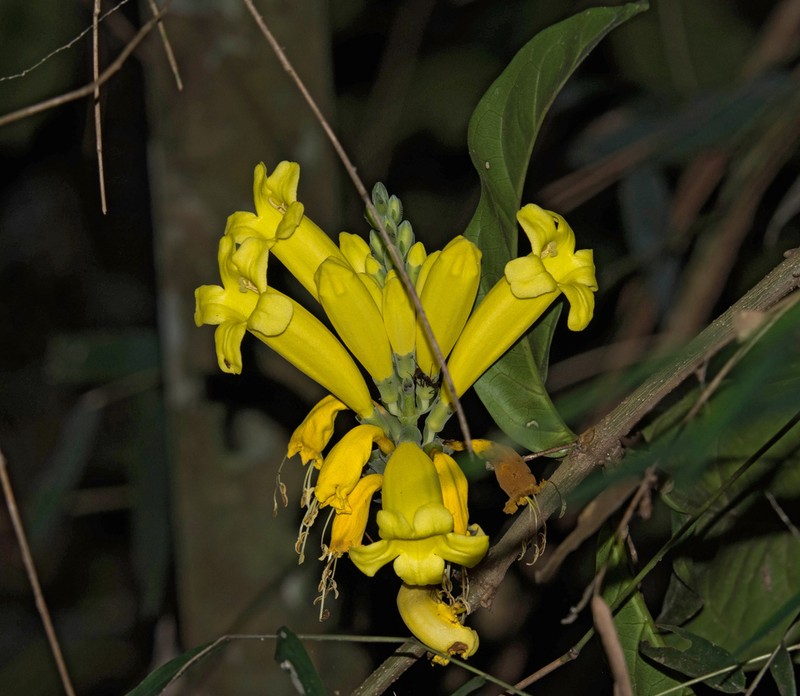 Adenocalymma grandifolium