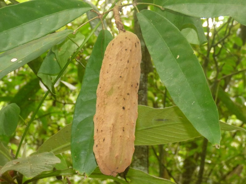 Adenocalymma grandifolium photo 2