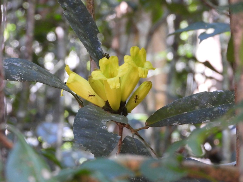 Adenocalymma grandifolium photo 3