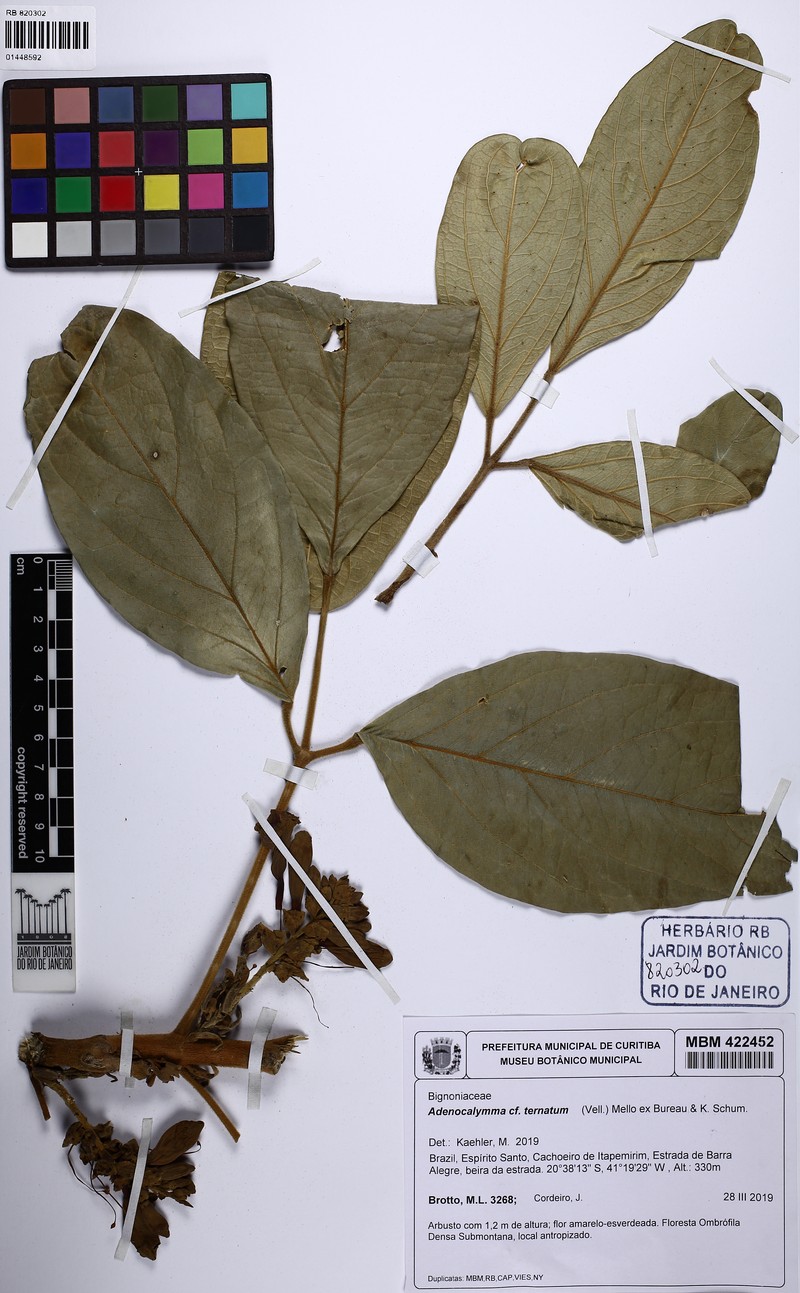 Adenocalymma grandifolium photo 8