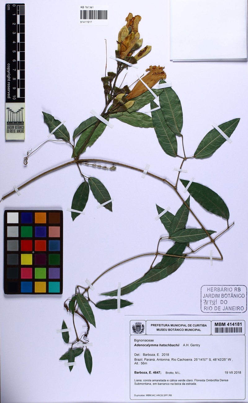 Adenocalymma hatschbachii