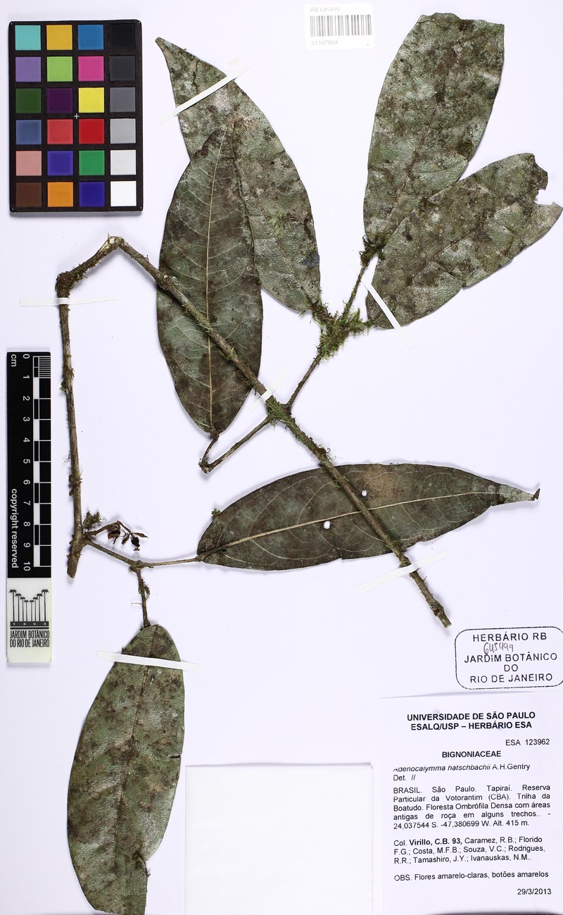 Adenocalymma hatschbachii photo 2