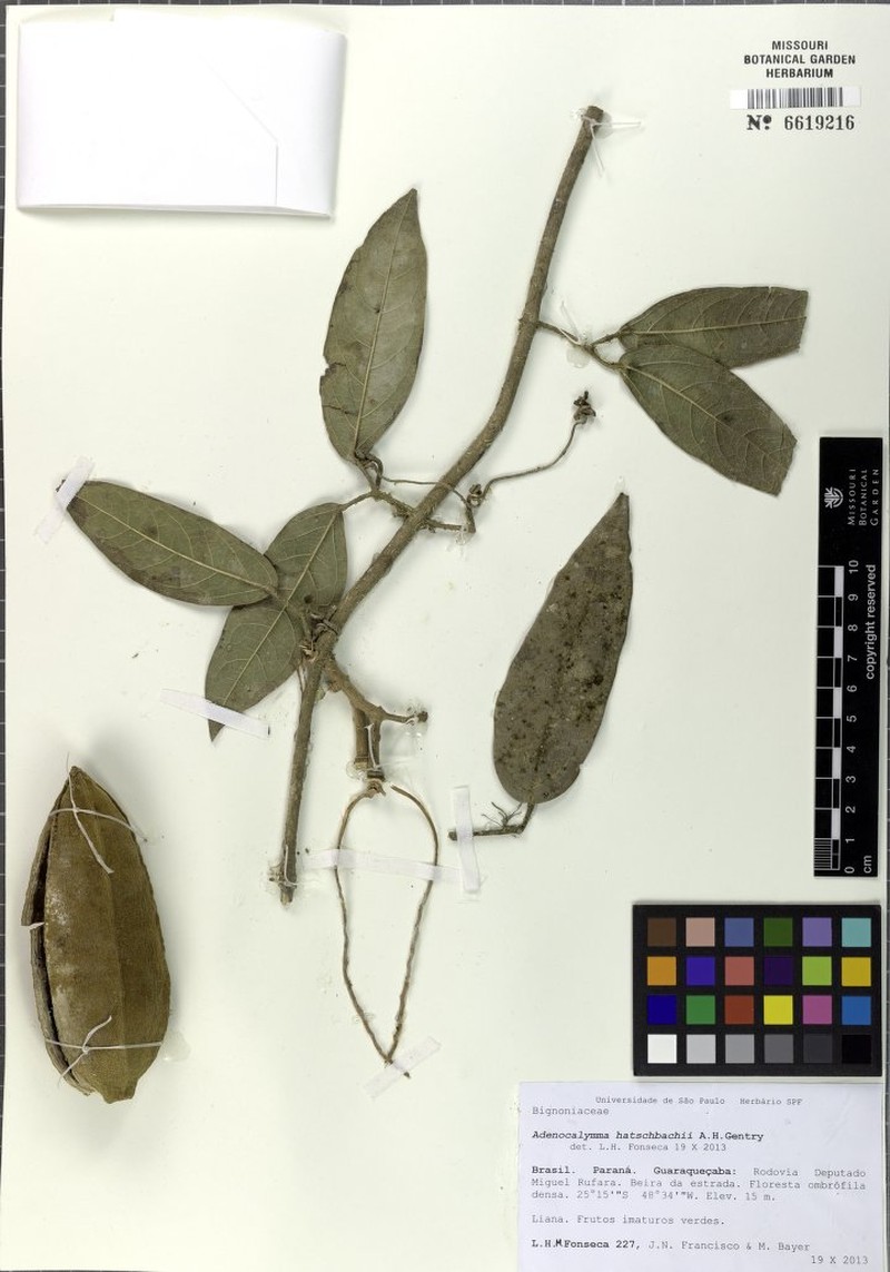 Adenocalymma hatschbachii photo 3