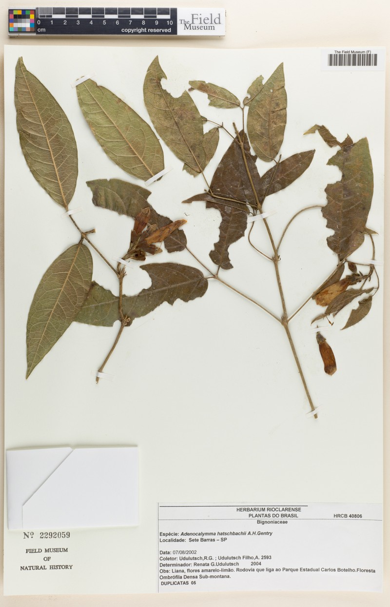 Adenocalymma hatschbachii photo 4