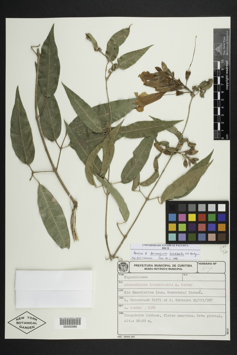 Adenocalymma hatschbachii photo 5