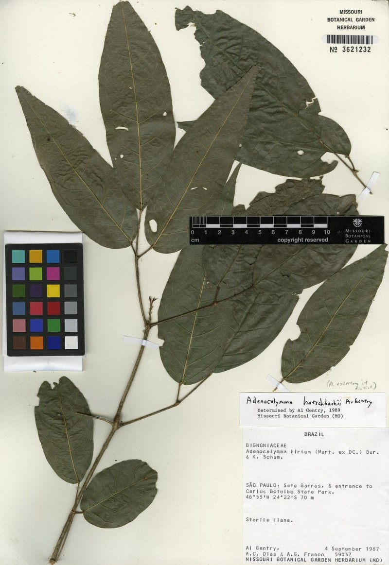 Adenocalymma hatschbachii photo 6
