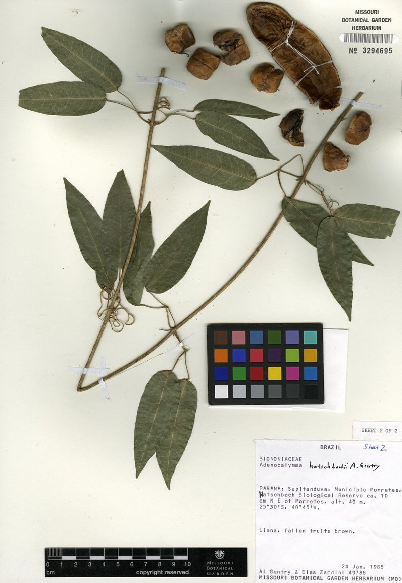 Adenocalymma hatschbachii photo 7