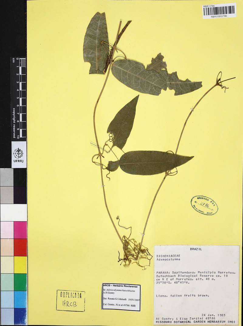 Adenocalymma hatschbachii photo 8