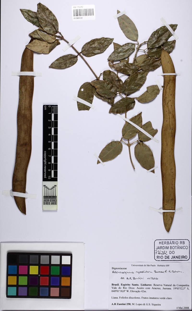 Adenocalymma hypostictum