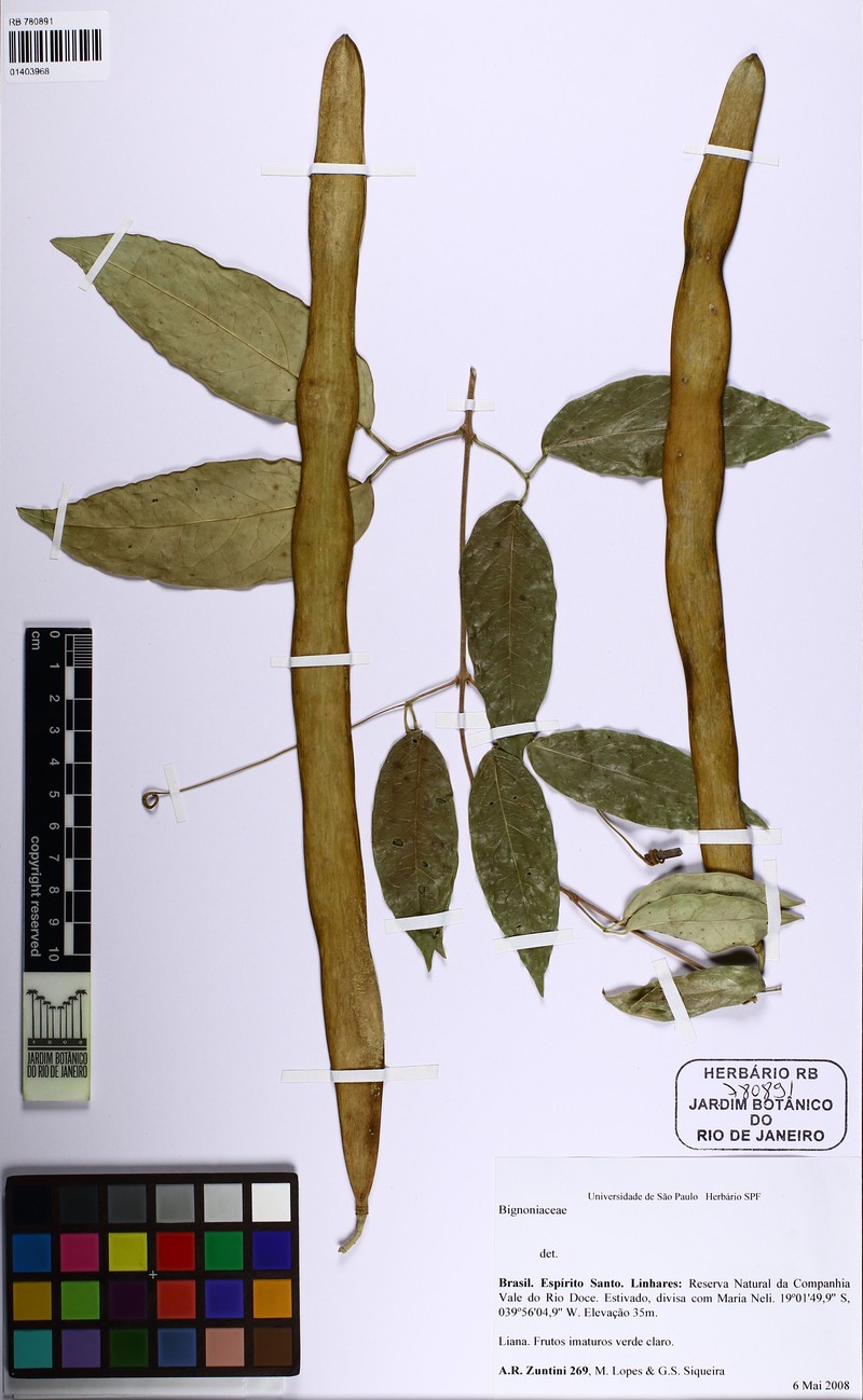 Adenocalymma hypostictum photo 3