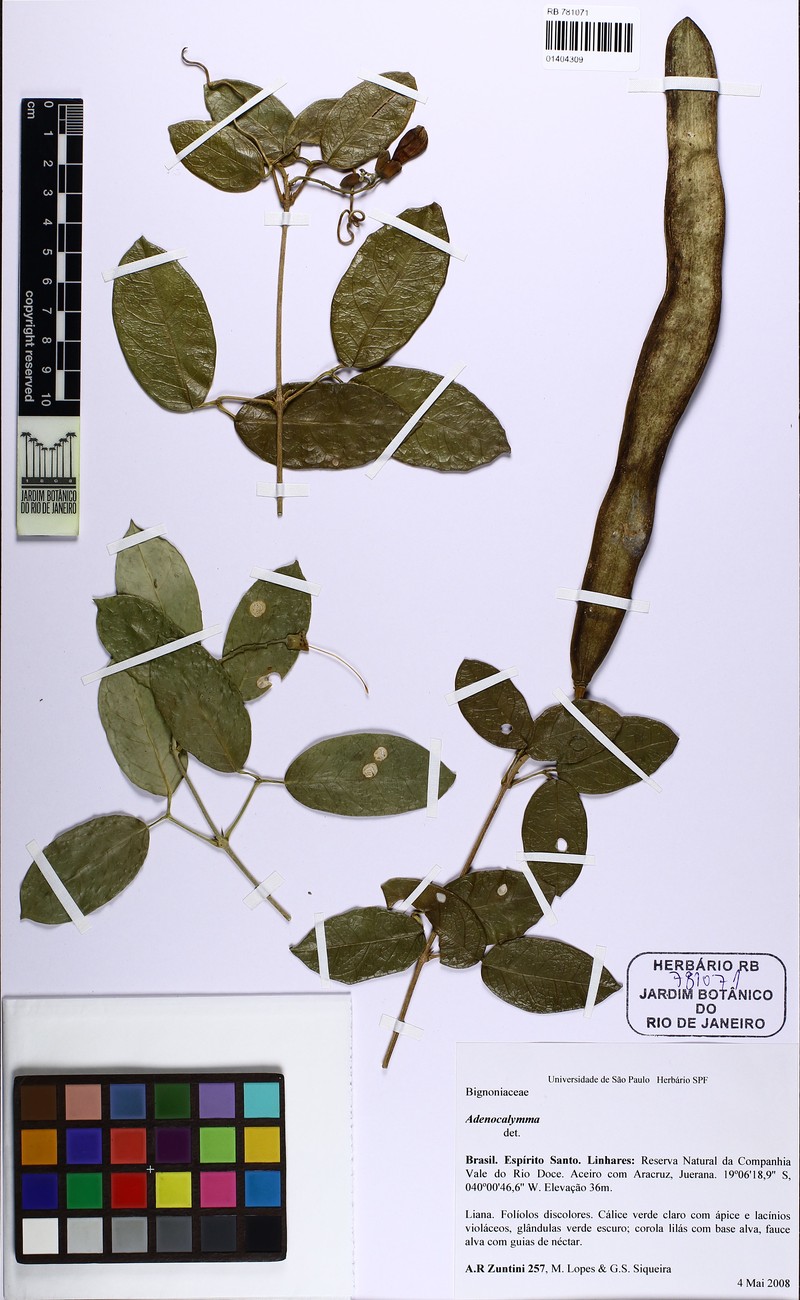 Adenocalymma hypostictum photo 4