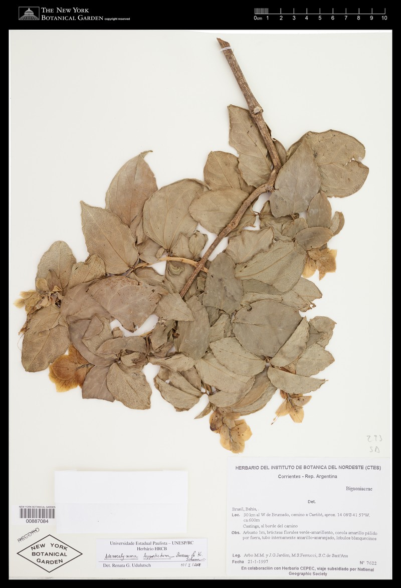 Adenocalymma hypostictum photo 5