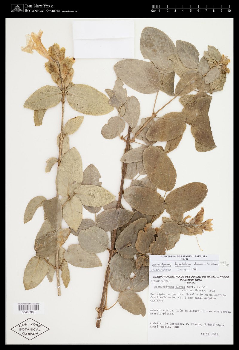 Adenocalymma hypostictum photo 6