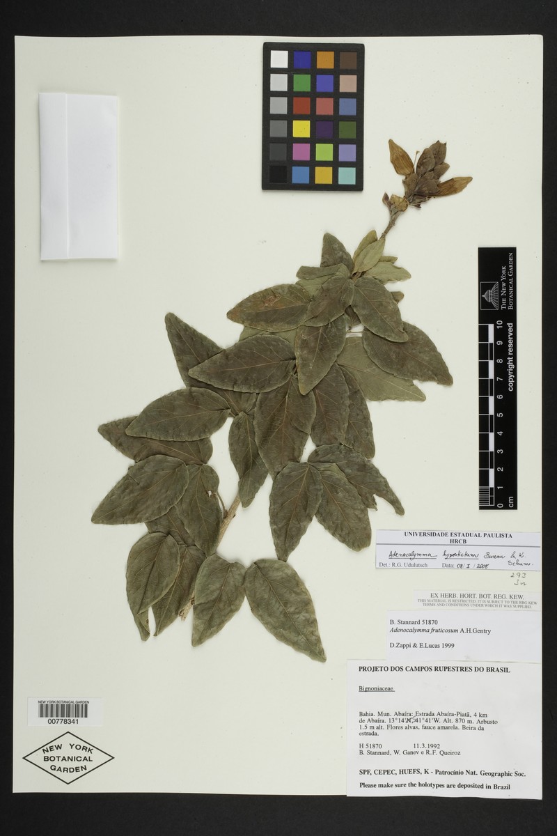 Adenocalymma hypostictum photo 7